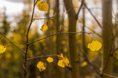 黄叶植物的选择性摄影
